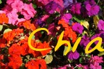 CM-ZooLogo