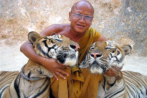 Tigres au Wat Pha Luang Ta Bua